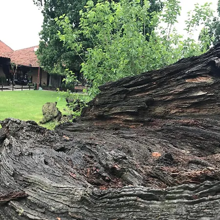 Stari Hrast Markovac